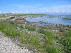 The shore of the island of Kíhnu, Estonia